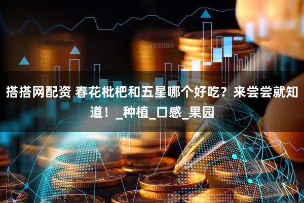 搭搭网配资 春花枇杷和五星哪个好吃？来尝尝就知道！_种植_口感_果园